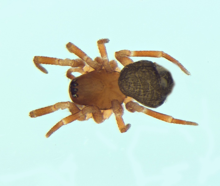 Datei:Tapinocyba affinis pyrenaea female 20141030140050-4ea783e7-me.jpg