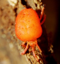 Trombidiidae orange-gedeht.jpg