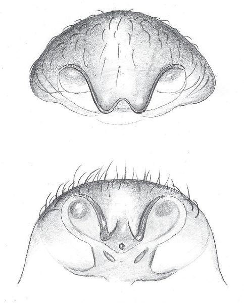 Datei:Agyneta olivacea epigyn HLoevbrekke.jpg