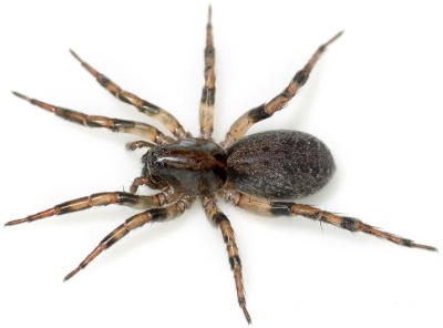 Figurata-cf Zietschk 07-06 01.jpg