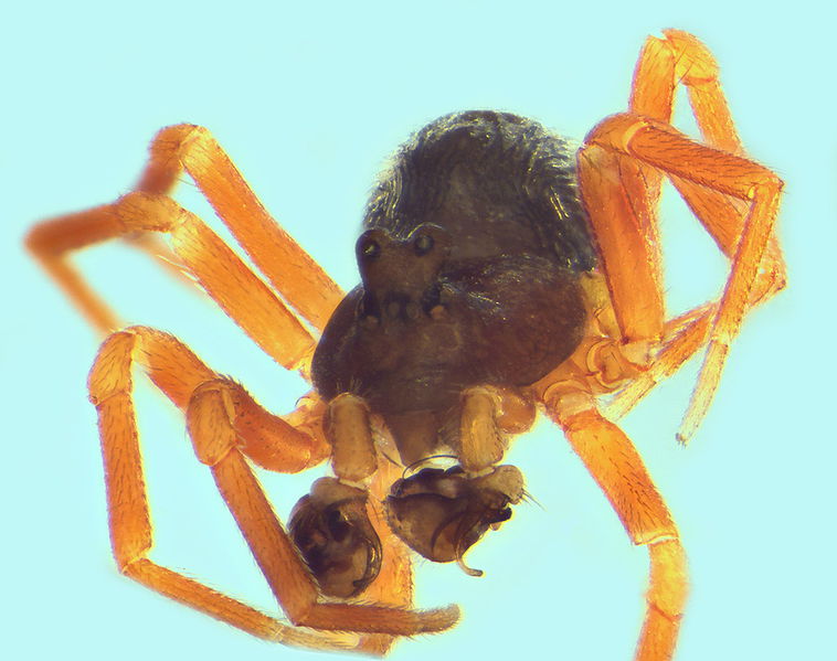 Datei:Kratochviliella bicapitata m 1,83mm Bodenstreu ClermontLeFort HauteGaronne FR 31Mae13 POger.jpg