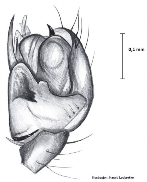 Datei:Lepthyphantes ritae palp HLovbrekke.jpg