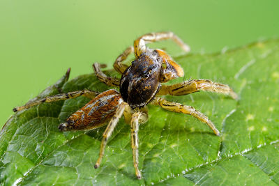Marpissa pomatia male lateral2 Helwig.jpg