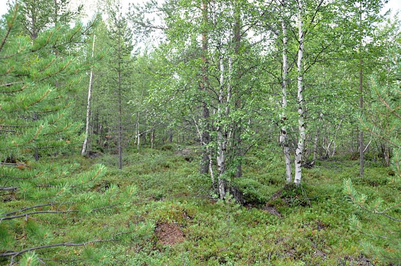 Datei:Mischwald-Finnmark.JPG