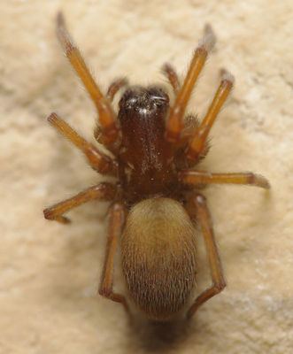 Pandava laminata female A6061 PK7874.JPG