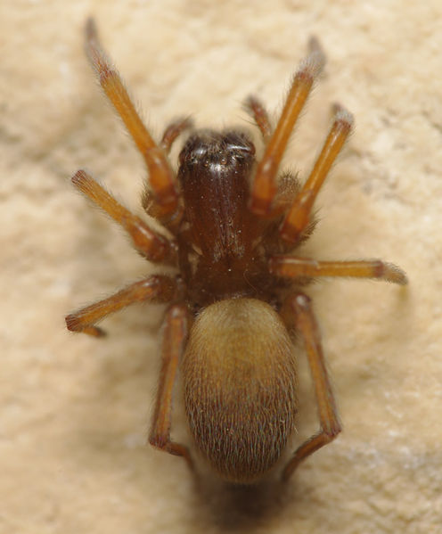 Datei:Pandava laminata female A6061 PK7874.JPG