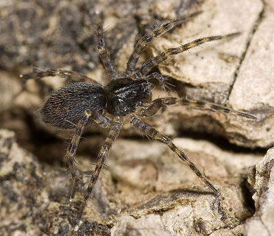 Silvicola Dammbachsgrund 08-02 03.jpg