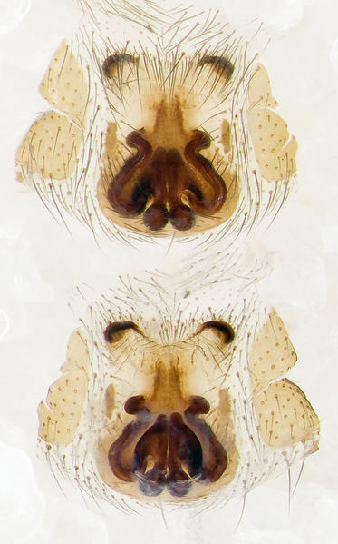 Datei:Zelotes-sardus Sardinien-Bosa 13-04 01-Epig-Vulva.jpg