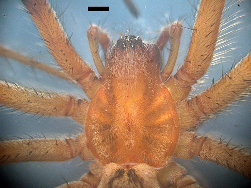 Datei:Carapax agelena orientalis.jpg