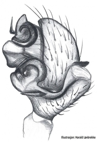 Datei:Diastanillus pecuarius palp HLovbrekke.jpg