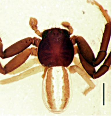 Firmicus bivittatus Delthev AraMit2017.jpg