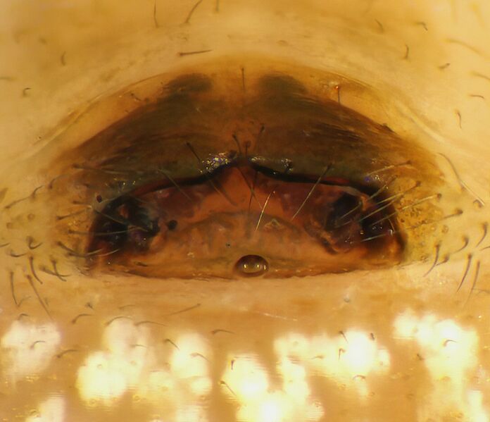 Datei:Neriene-emphana epi.jpg