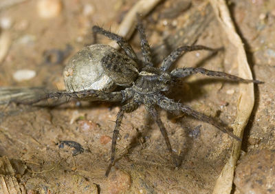 Pardosa-proxima Sardinien-Baratz 13-04 01-female.jpg