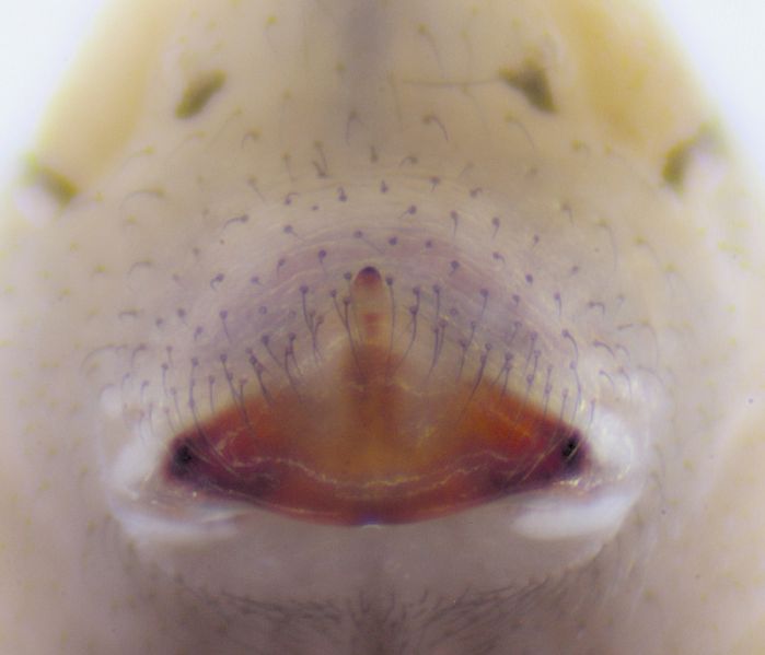 Datei:Pholcus opilionoides-DE-BY-Munich-Kursave.jpg