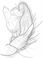 Pedipalpus, retrolateral