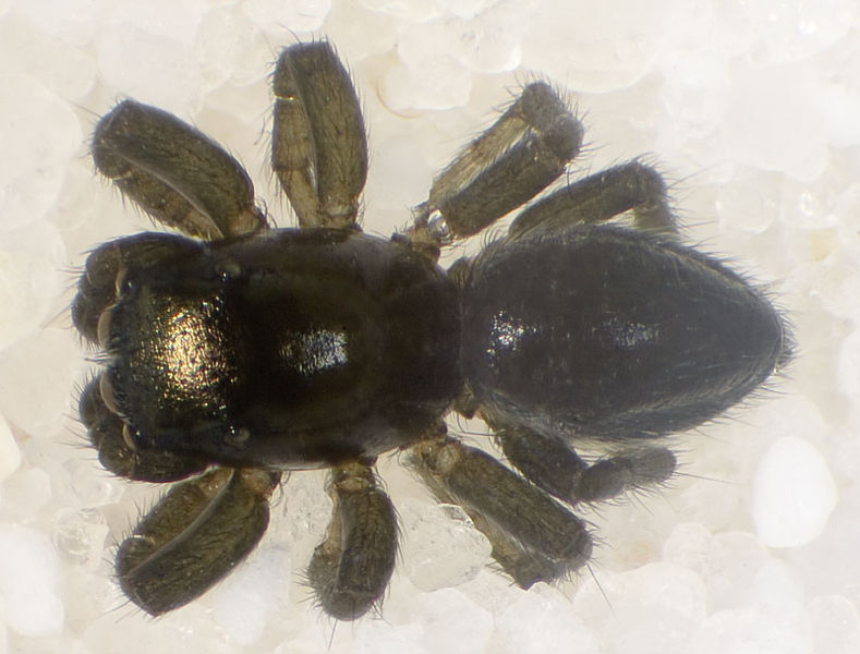 Datei:Chalcoscirtus-nigritus Teichel 09-05 01.jpg