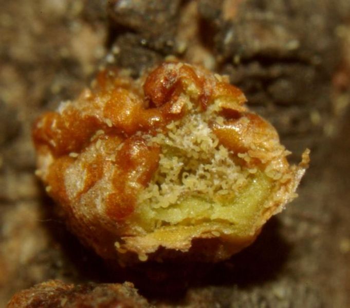 Datei:Eriophyidae Aceria heteronyx4.JPG