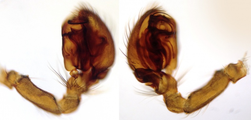Datei:TitanoecaMonticolaPedipalpRetrolateralProlateral.jpg