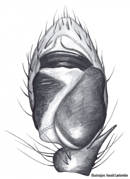 Datei:Ballus chalybeius palp HLovbrekke.jpg