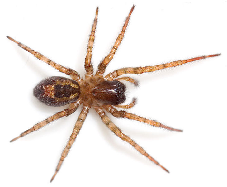 Datei:Fenestralis Belvedere 07-11 07-WW3.jpg