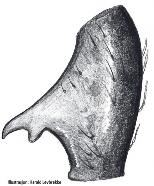 Datei:Heliophanus flavipes Femroralapophyse HLovbrekke.jpg