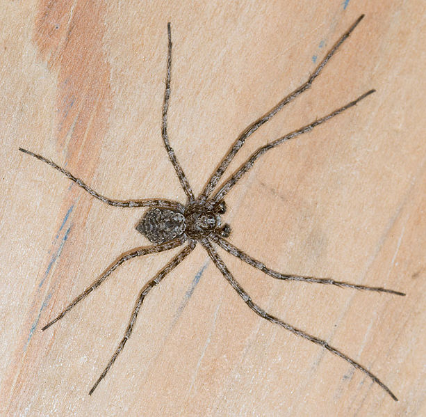 Datei:Margaritatus Weimar 08-04 01.jpg