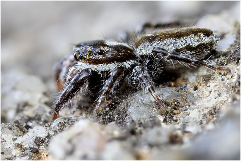 Datei:Pseudicius badius male lateral Schaefer.jpg