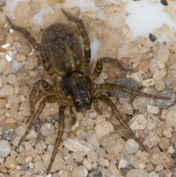 Datei:Arctosa leopardus W 8-03577.jpg