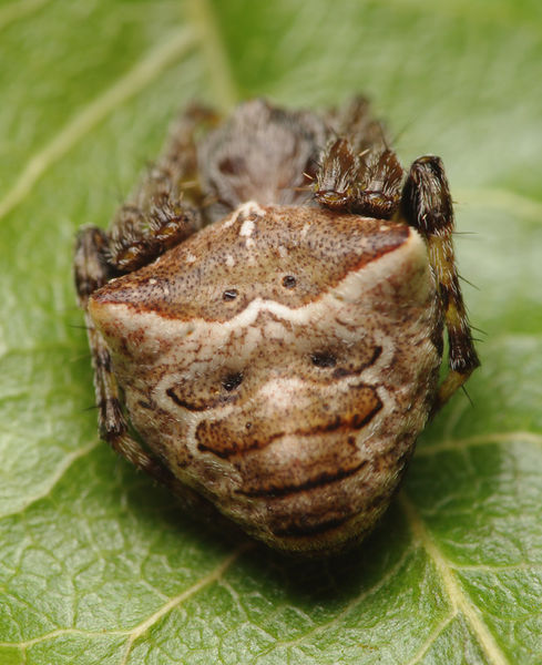 Datei:Gibbaranea bituberculata female A5632 PK2548.JPG