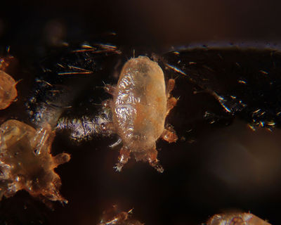 Hemipteroseius adleri 2.JPG