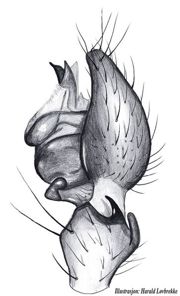 Datei:Oedothorax apicatus palp HLovbrekke.jpg