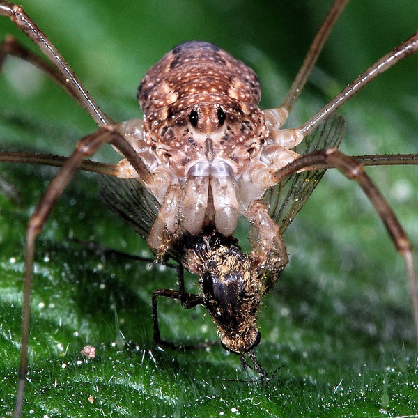 Datei:Rilaena triangularis Beute 2.JPG