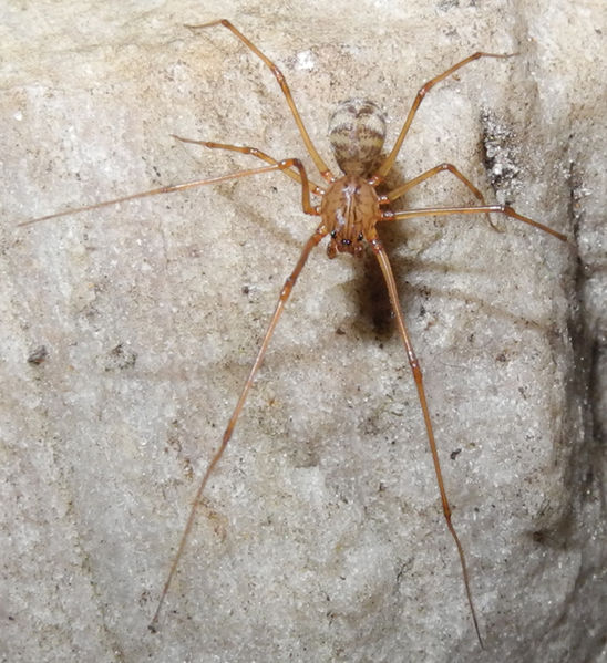 Datei:Scytodes-fusca Mann1-JN.JPG