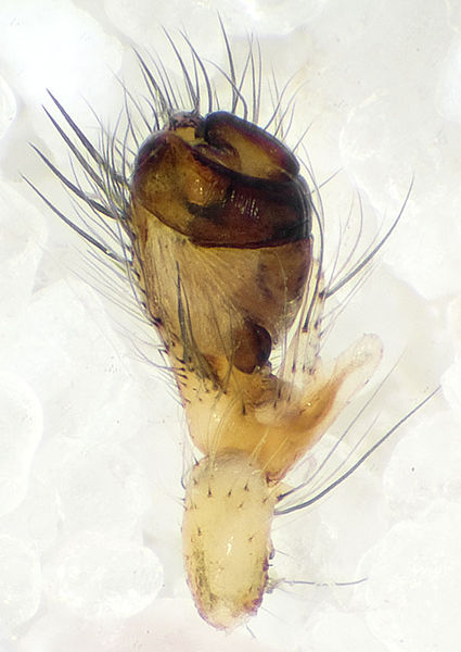 Datei:Segmentata Belvedere 08-10 01-Pedipalpus.jpg