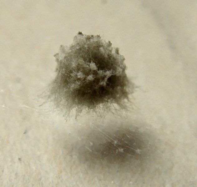 Datei:Tetragnatha extensa Kokon WOertel.jpg