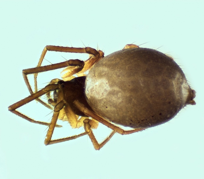 Datei:Trichoncus hirtus female 20150914160134-21433d9b-me.jpg