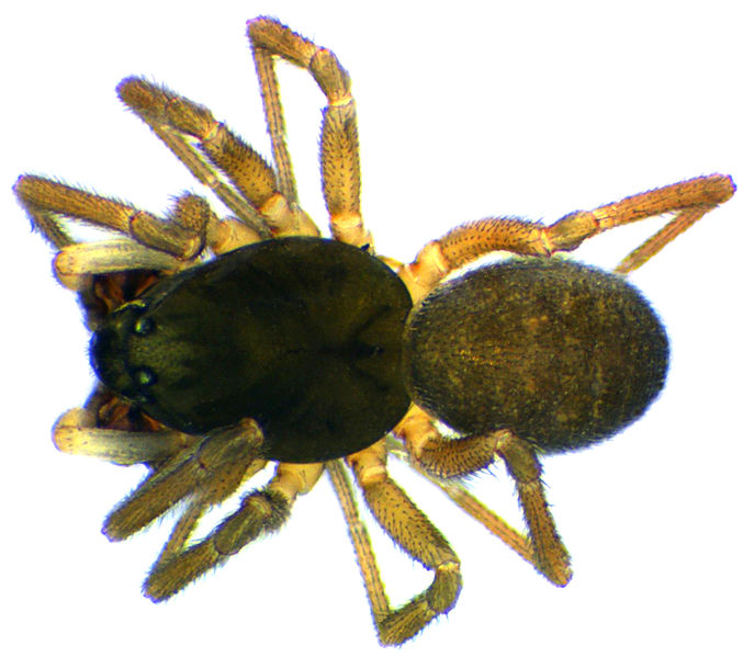 Datei:Diplocephalus permixtus M dorsal.jpg