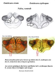 Entelecara errata vs erythropus vulva ventral Vergleich HLovbrekke ao.jpg