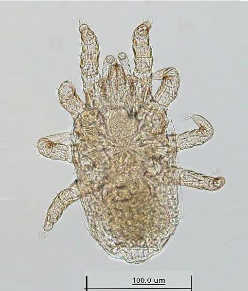 Datei:Hemipteroseius adleri A4992 O0020.JPG