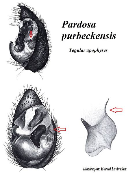 Datei:Pardosa purbeckensis pp Terminalapophyses HLovbrekke.jpg