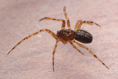 Theridion mystaceum male (2).JPG