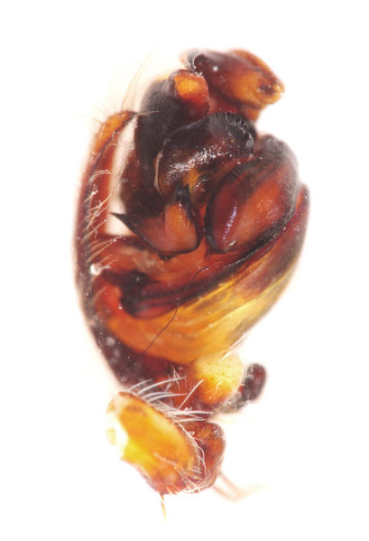 Datei:Araneus angulatus male A4584 PN6063.JPG