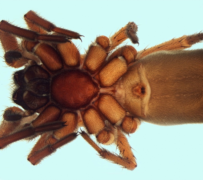 Datei:Gnaphosa zeugitana female 20160815171840-f9b76ff7-me.jpg