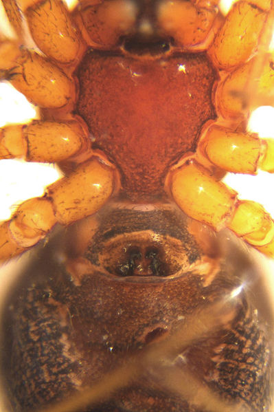 Datei:Gonatium rubens female A5975 PM0702.jpg