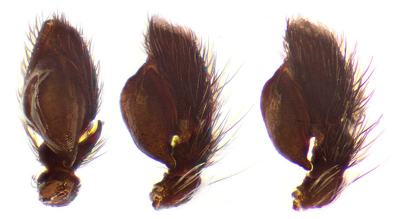 Datei:Phlegra bresneri Palpus Schaefer.jpg