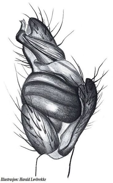 Datei:Tetragnatha nigrita palp outside HLovbrekke.jpg