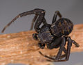 Xysticus acerbus M 7-6739.jpg