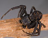 Xysticus acerbus M 7-6739.jpg