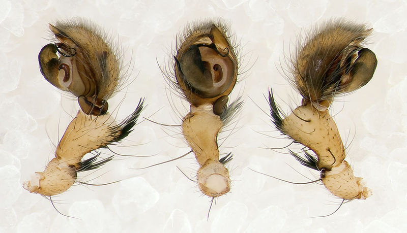 Datei:Anyphaena-sabina Sardinien-IsolaCaprera 13-04 04-Ped.jpg