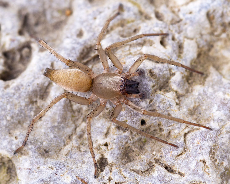 Datei:Clubiona-similis Rennes-les-Bains 15-09 03-male.jpg